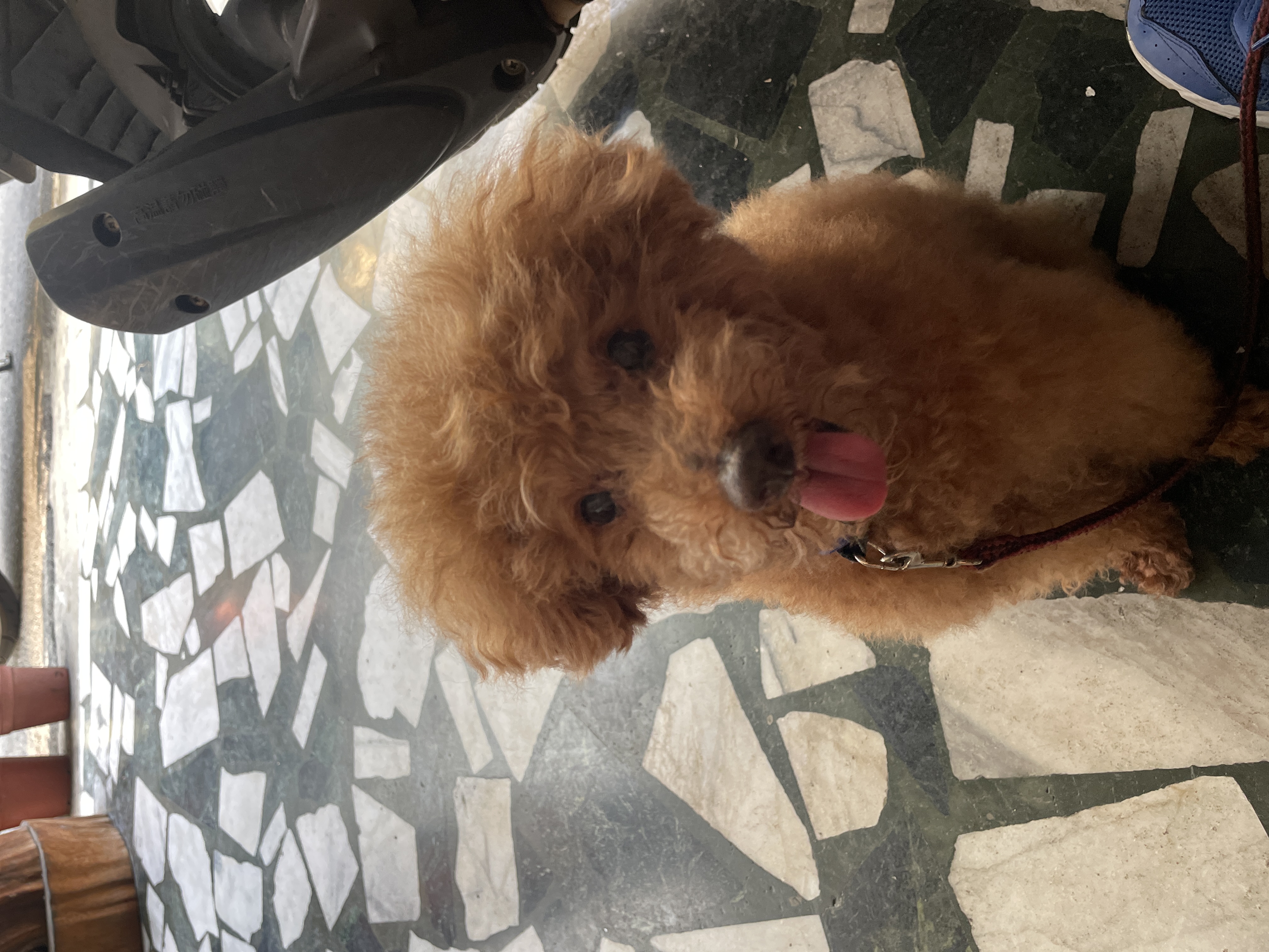 <br><b>Kyle</b><br><font size=-1>臺南市歸仁區歸仁國小<br>6年3班</font>頭貼圖片