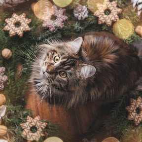 <br><b>張芯菱</b><br><font size=-1>臺中市大里區塗城國小<br>5年4班</font>頭貼圖片