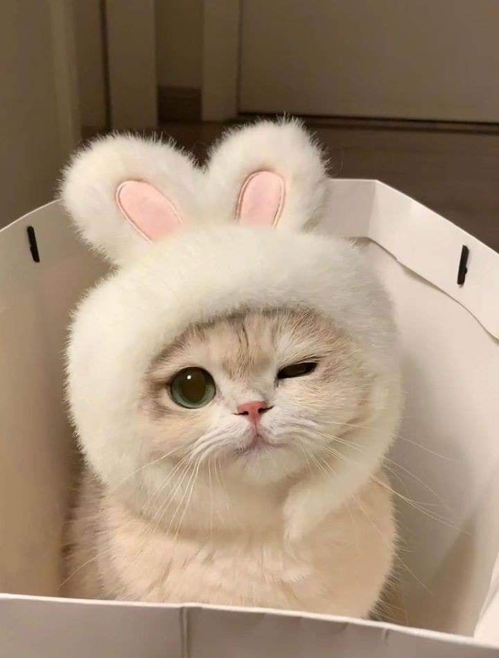 <br><b>陳右昀</b><br><font size=-1>臺中市清水區清水國小<br>3年3班</font>頭貼圖片