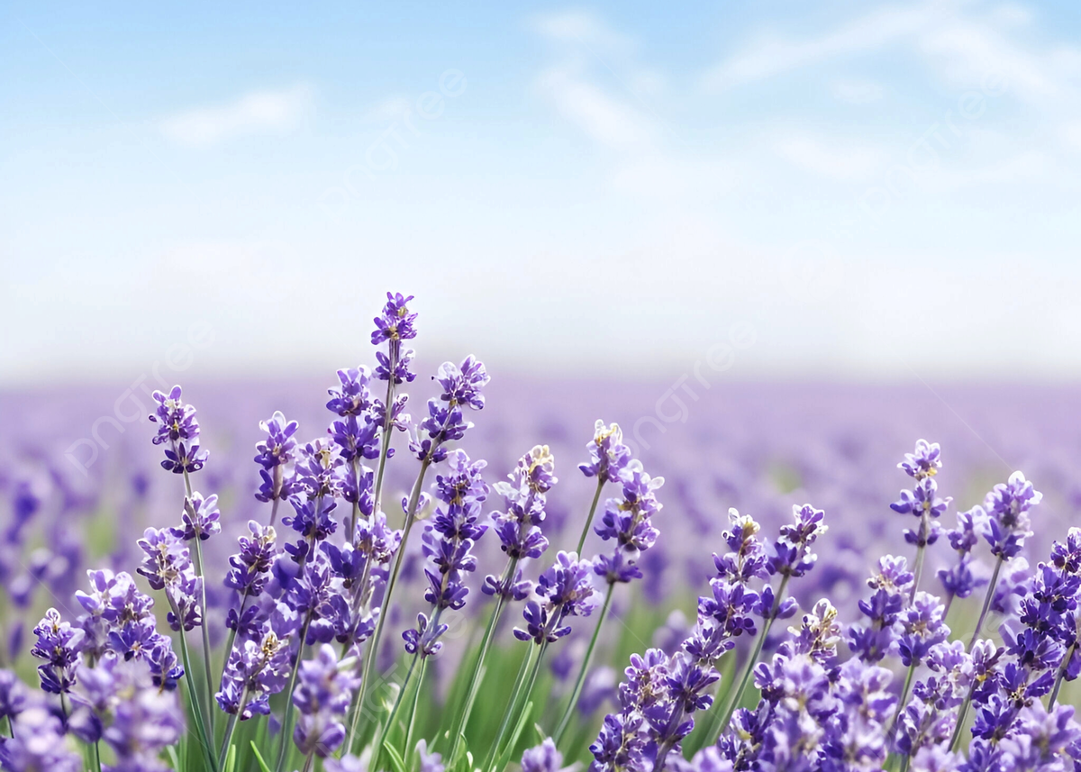 <br><b>王貞霓</b><br><font size=-1>彰化縣福興鄉西勢國小<br>5年1班</font>頭貼圖片